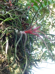 Tillandsia bulbosa