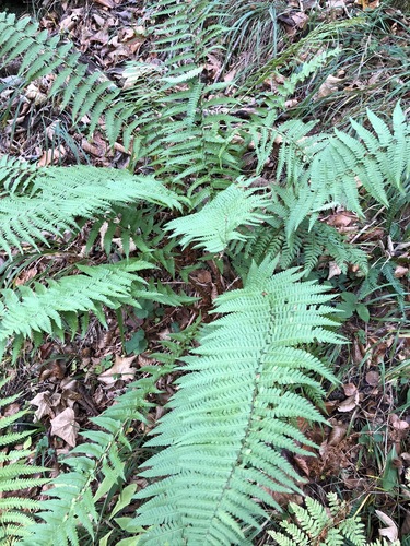 Image of Dryopteris cambrensis by (c) Thomas Ebner, some rights reserved (CC BY)