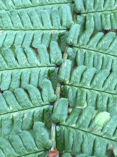 Image of Dryopteris cambrensis by (c) Thomas Ebner, some rights reserved (CC BY)