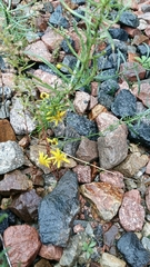 Senecio inaequidens