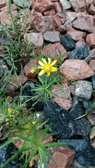 Senecio inaequidens