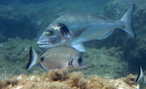 Gilthead Seabream