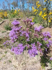 Chromolaena pulchella