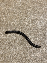 Pachyiulus oenologus