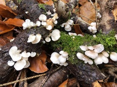 Crepidotus sublatifolius