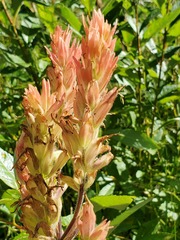 Castilleja miniata fulva