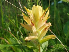 Castilleja miniata fulva