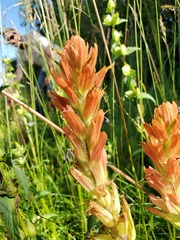 Castilleja miniata fulva