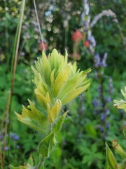 Castilleja miniata fulva