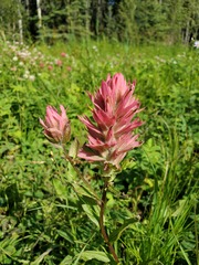 Castilleja miniata fulva