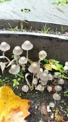 Agaricales