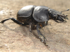 Lethrus apterus