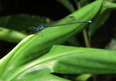 Prodasineura laidlawii