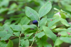Vaccinium alaskaense