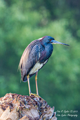 Egretta tricolor image