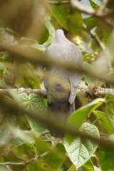 Patagioenas plumbea