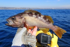 Olive Rockfish photo 2