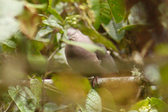 Patagioenas plumbea