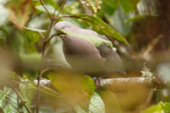 Patagioenas plumbea