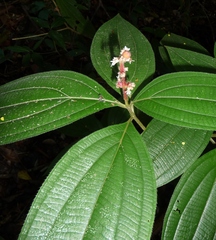 Miconia nervosa
