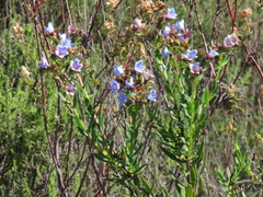 Lobostemon glaucophyllus