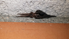 Segestria florentina