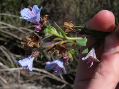 Lobostemon glaucophyllus