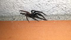 Segestria florentina