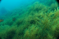 Sargassum horneri