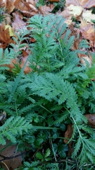 Tanacetum vulgare