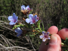 Lobostemon glaucophyllus