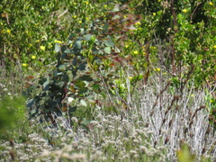 Eucalyptus botryoides