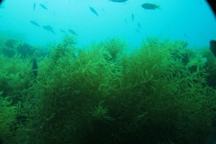 Sargassum horneri