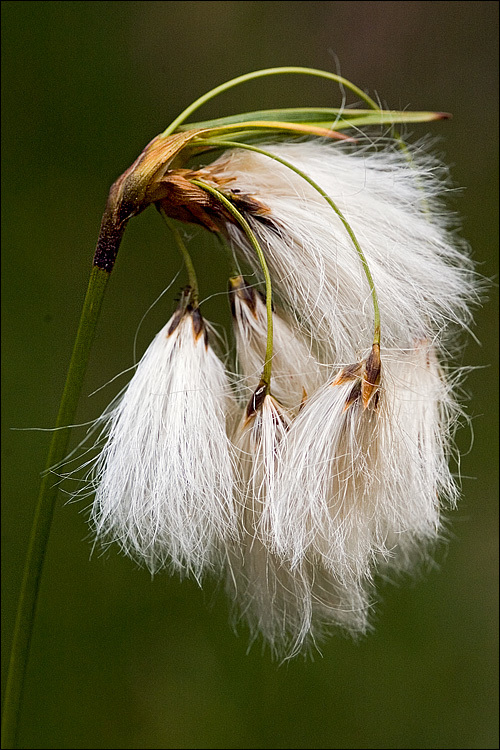 Eriophorum