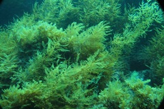 Sargassum horneri