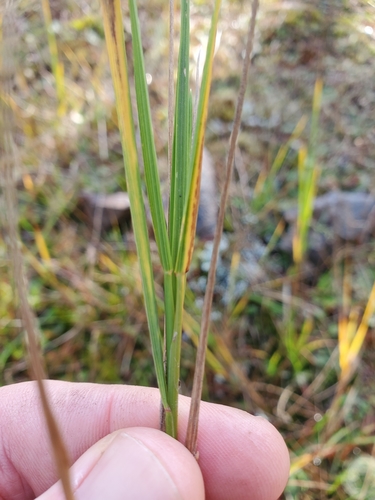 seashore bentgrass (Agrostis pallens)