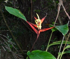 Heliconia mathiasiae