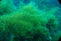 Sargassum horneri