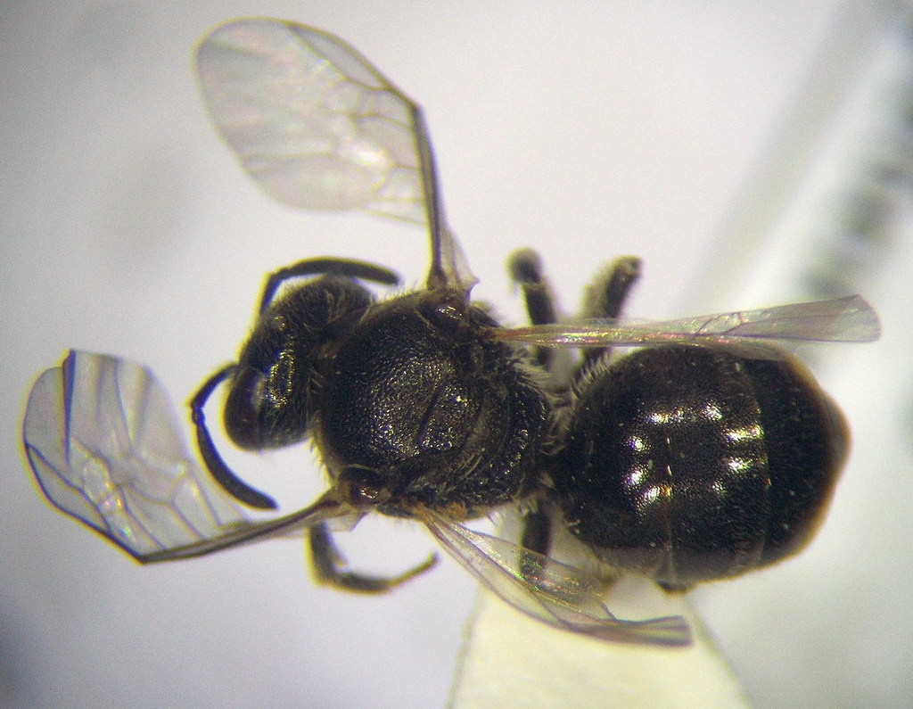 Lasioglossum crassepunctatum