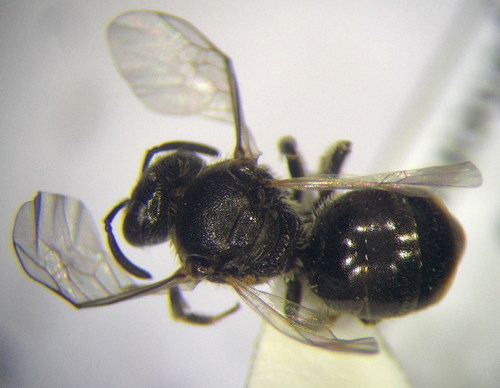 Lasioglossum crassepunctatum