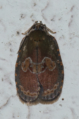 Cnesteboda celligera