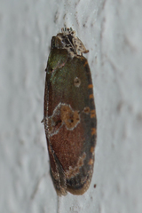 Cnesteboda celligera