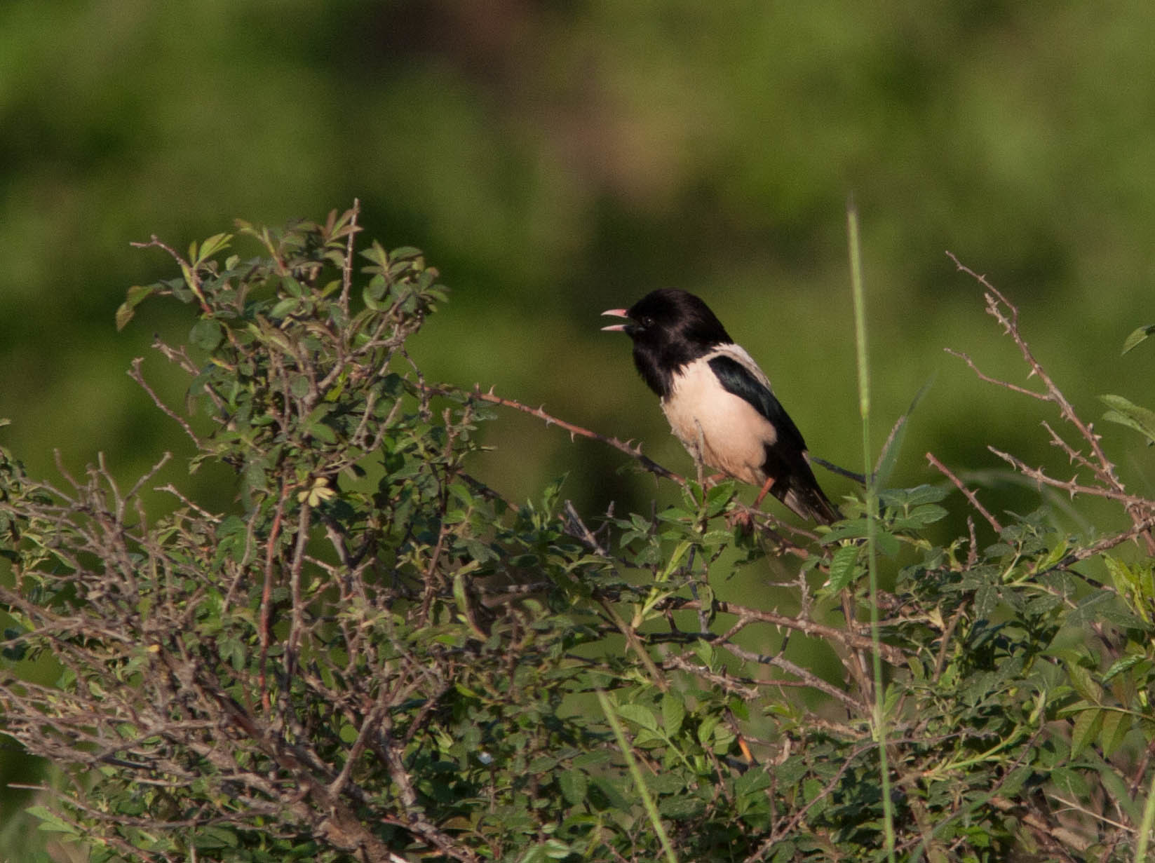 Rosy Starling