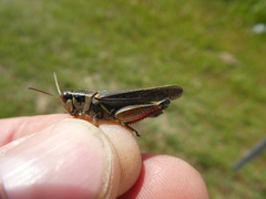 Melanoplus borealis