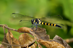 Macrogomphus thoracicus
