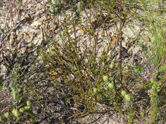Thesium aggregatum