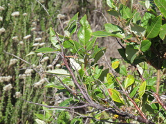Searsia tomentosa