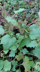 Xanthium strumarium