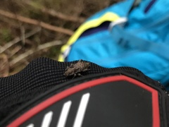 Plectrura spinicauda