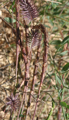 Agropyron